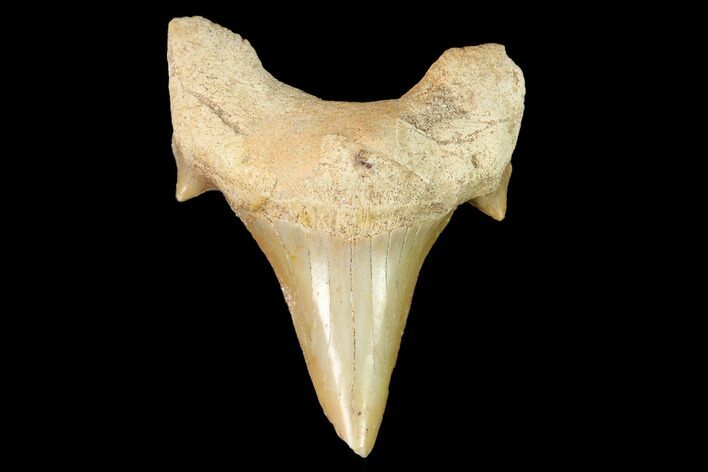 Fossil Shark Tooth (Otodus) - Morocco #143110